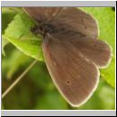 Aphantopus hyperantus - Schornsteinfeger 12.jpg